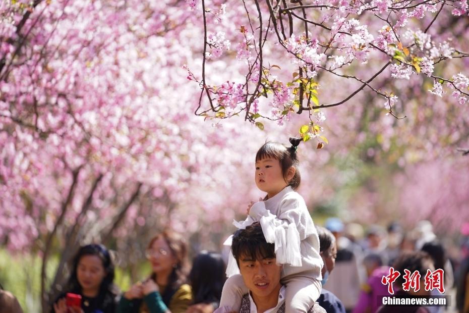 云南昆明：“圓通花潮”春意濃