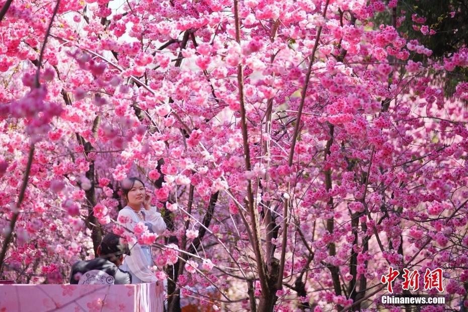 云南昆明：“圓通花潮”春意濃