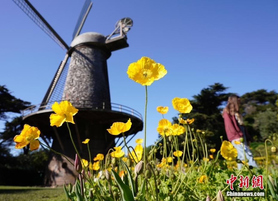 美國舊金山金門公園繁花爭艷