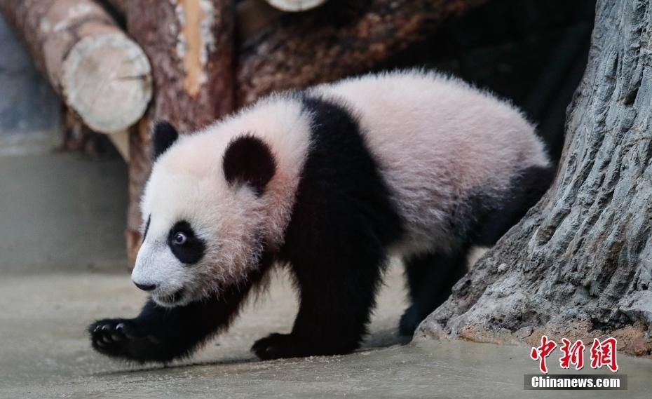 萌化了 旅俄大熊貓喀秋莎高清大圖來了