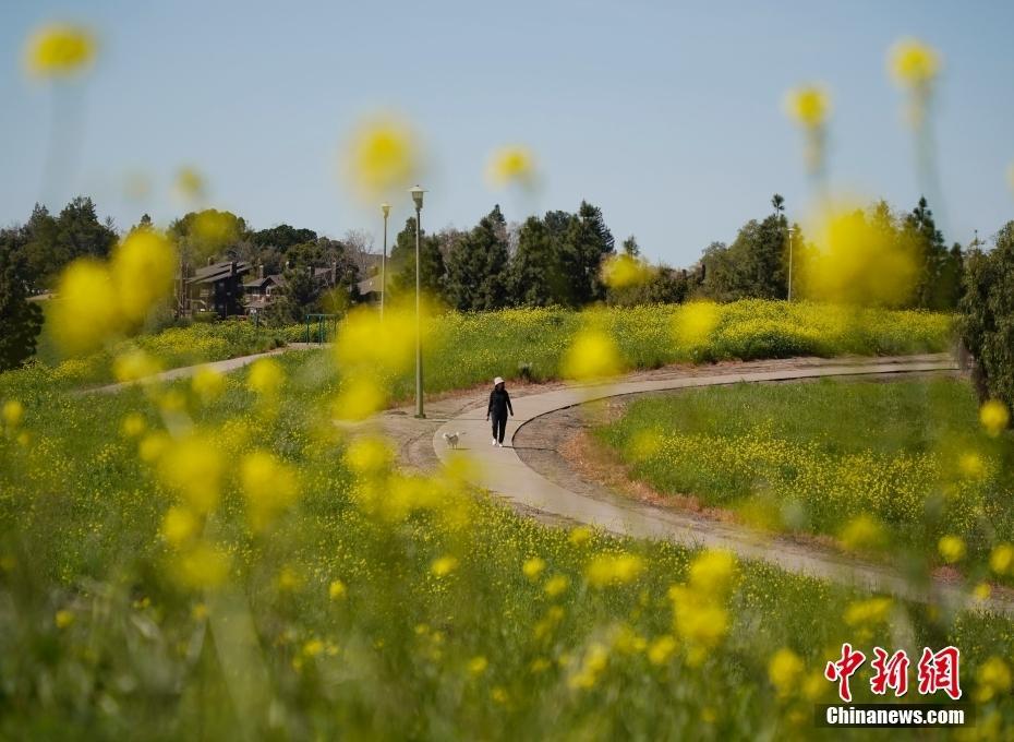 美國舊金山灣區(qū)油菜花開春意濃