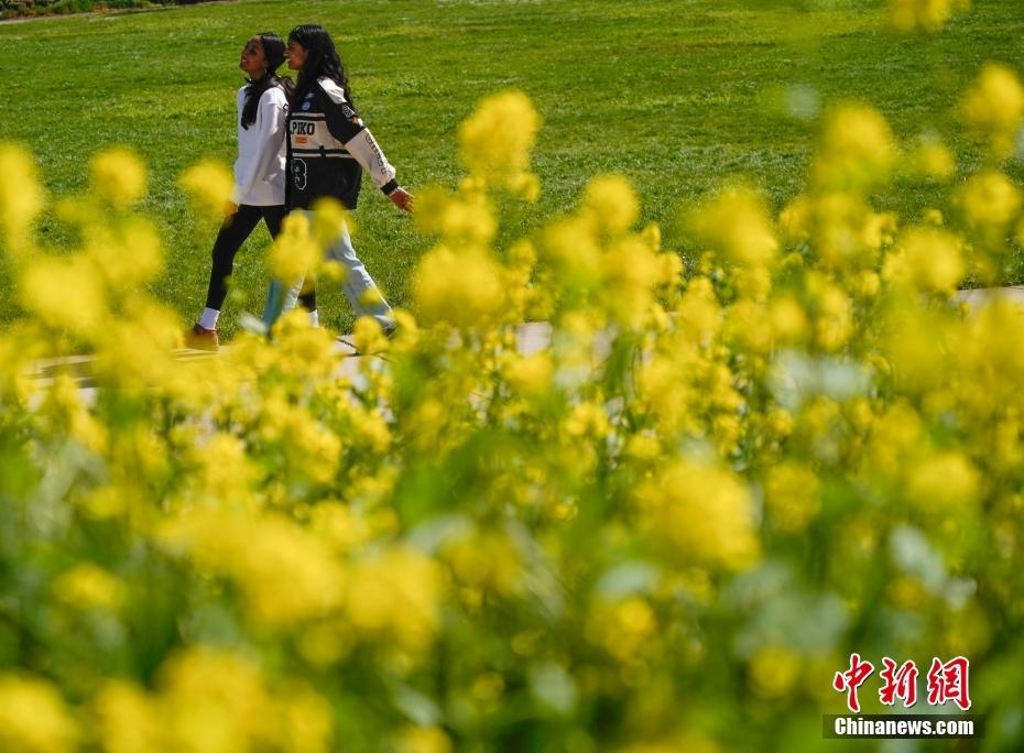 美國舊金山灣區(qū)油菜花開春意濃