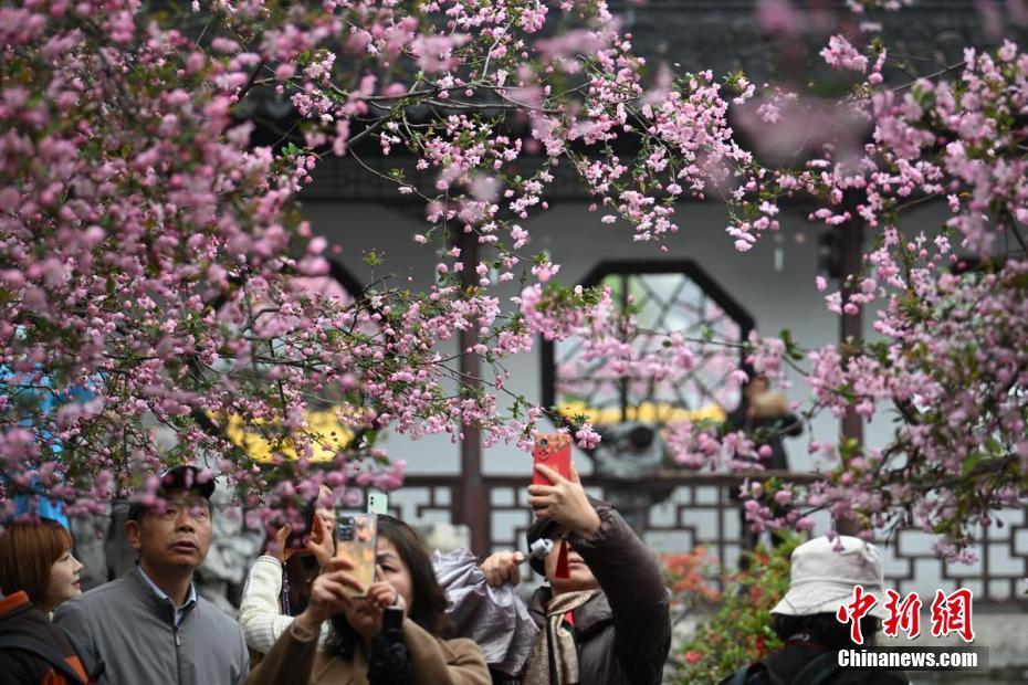 南京莫愁湖海棠花開春滿園