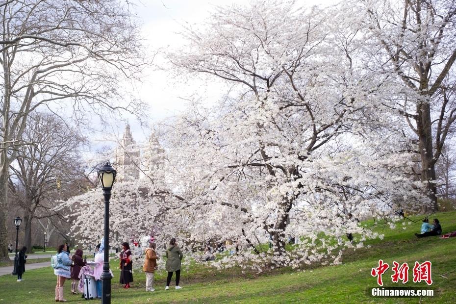 紐約民眾中央公園賞櫻