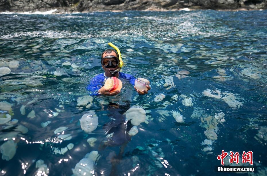 委內(nèi)瑞拉炮彈水母數(shù)量劇增 呈現(xiàn)超現(xiàn)實場景