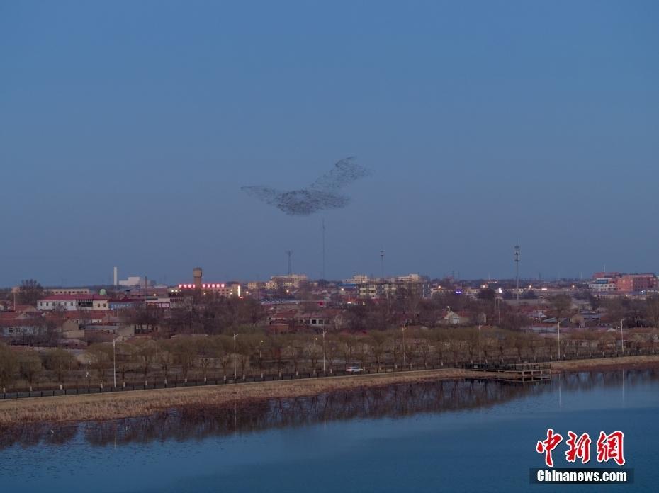 沈陽臥龍湖數(shù)萬只花臉鴨齊飛 現(xiàn)震撼“鳥浪”景觀