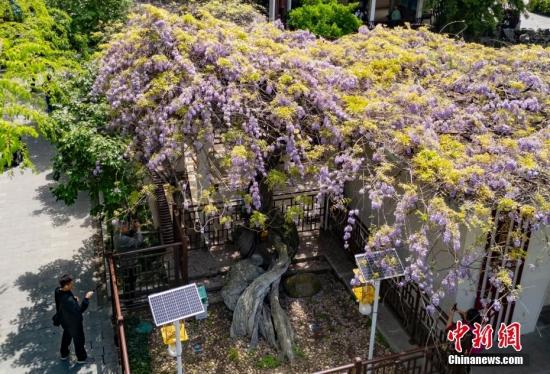 南京600多岁紫藤树生机勃勃迎春绽放