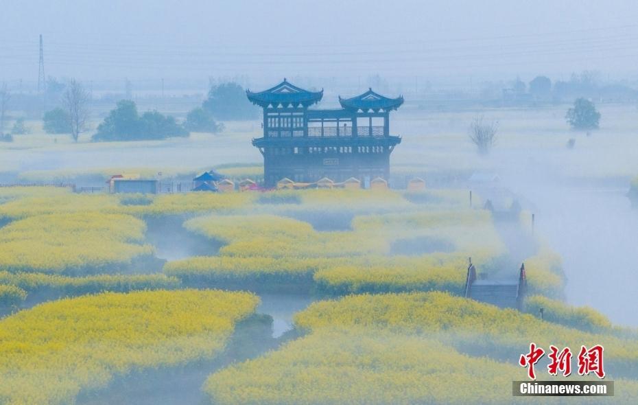 霧繞水鄉(xiāng) 晨曦中油菜花海朦朧如水墨畫