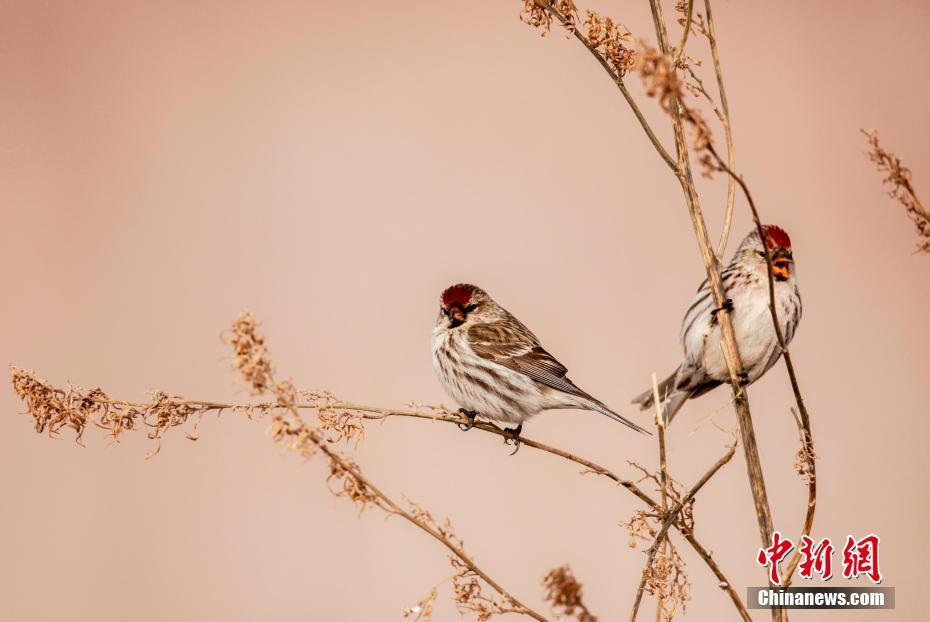 春來(lái)到,！額爾古納河畔處處聞啼鳥(niǎo)