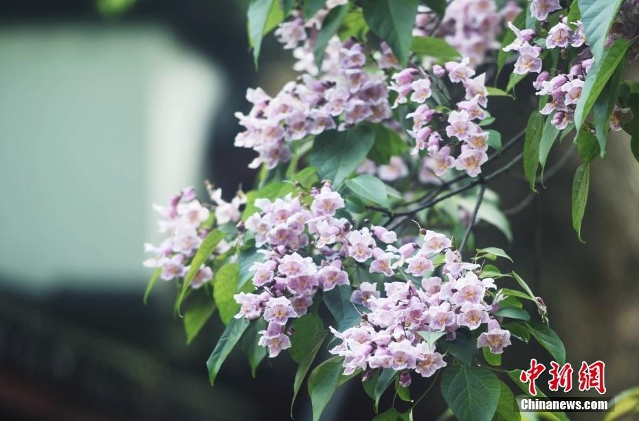 植物“活化石” 杭州530多歲古楸樹開花