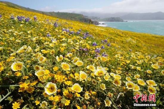 美国北加州海岸野花绽放