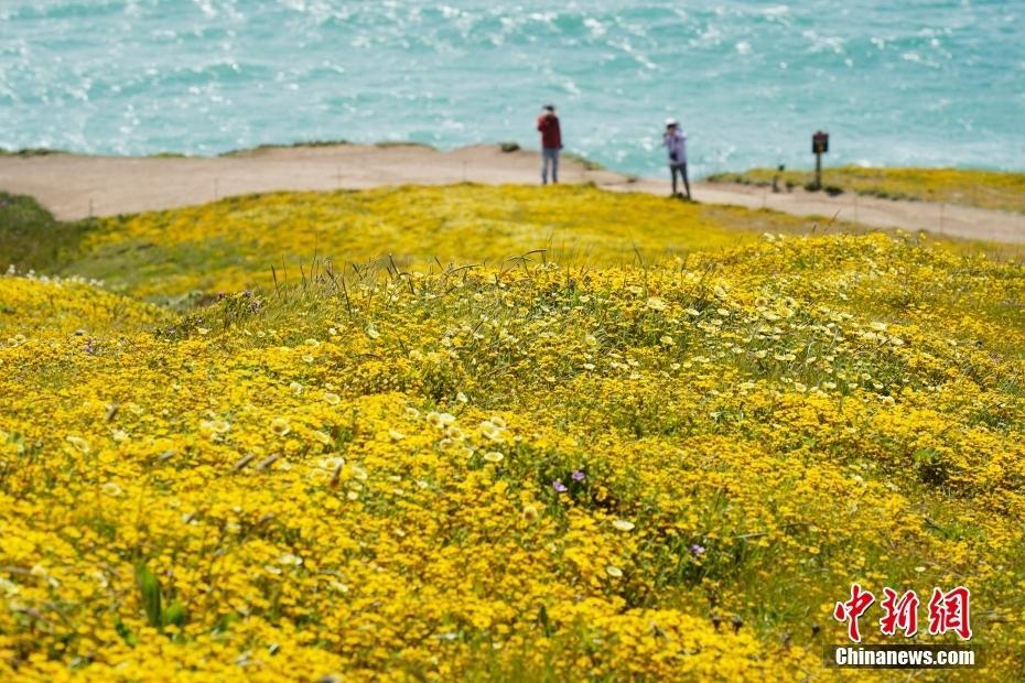 美國北加州海岸野花綻放