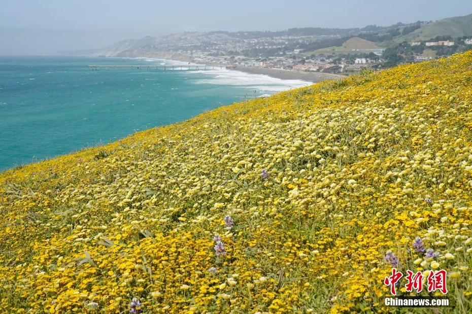 美國北加州海岸野花綻放