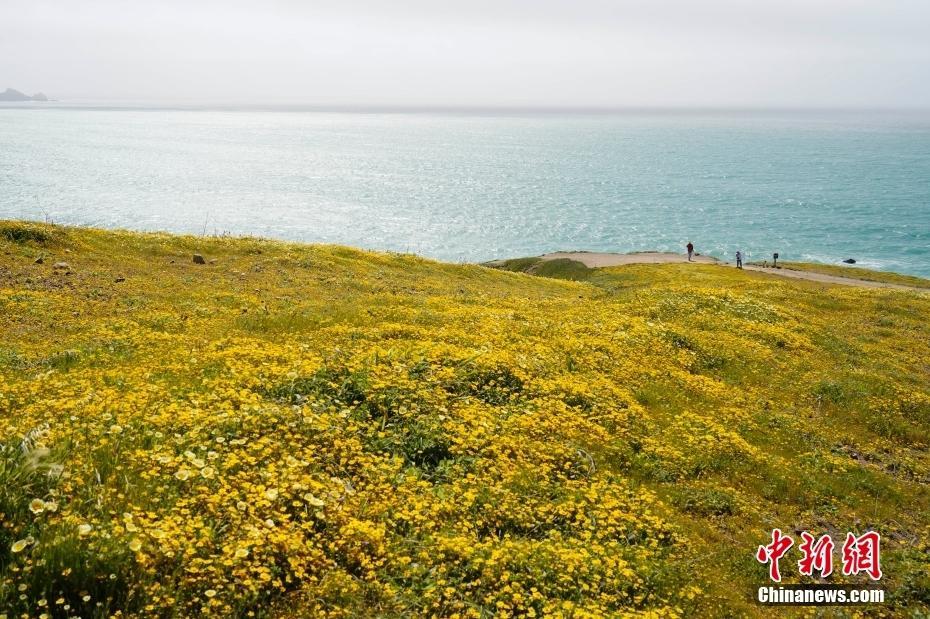 美國北加州海岸野花綻放