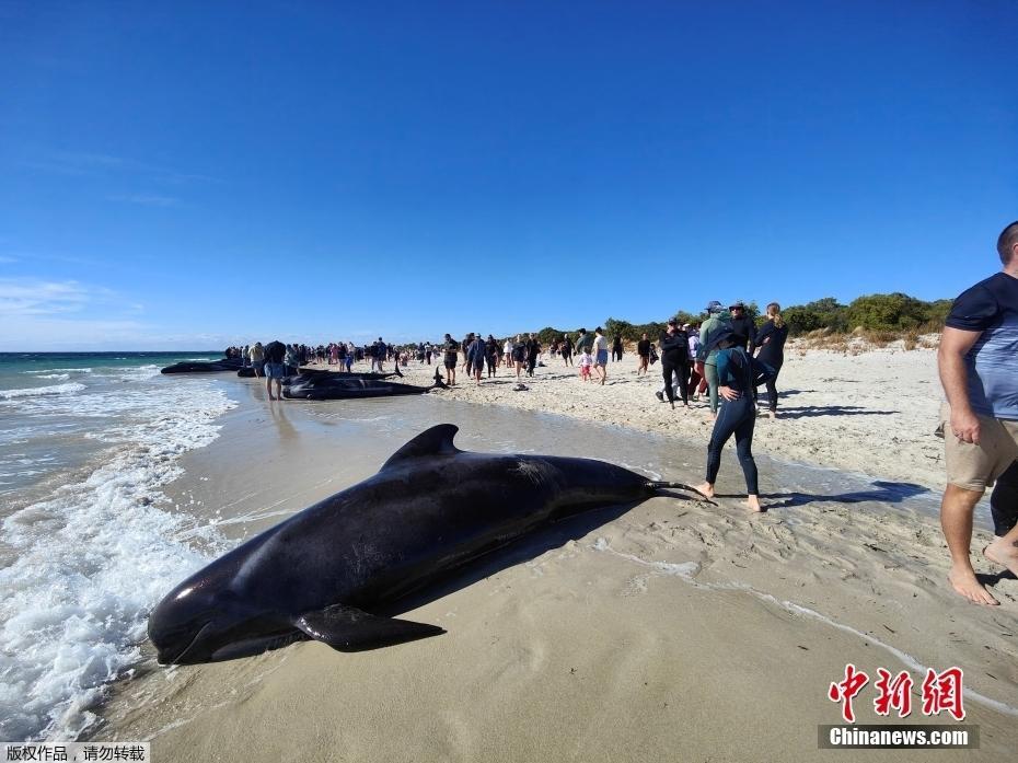 澳大利亞數(shù)十頭鯨魚擱淺海灘