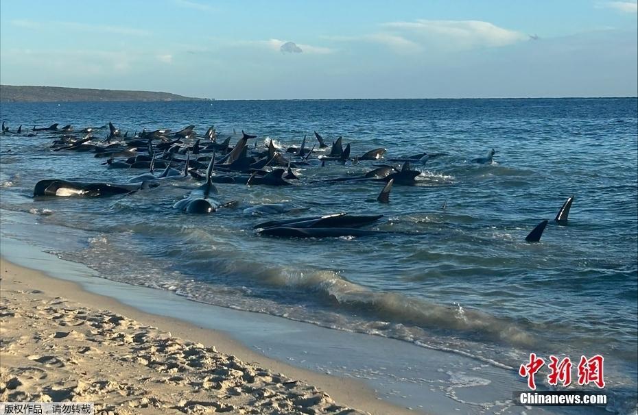 澳大利亚数十头鲸鱼搁浅海滩