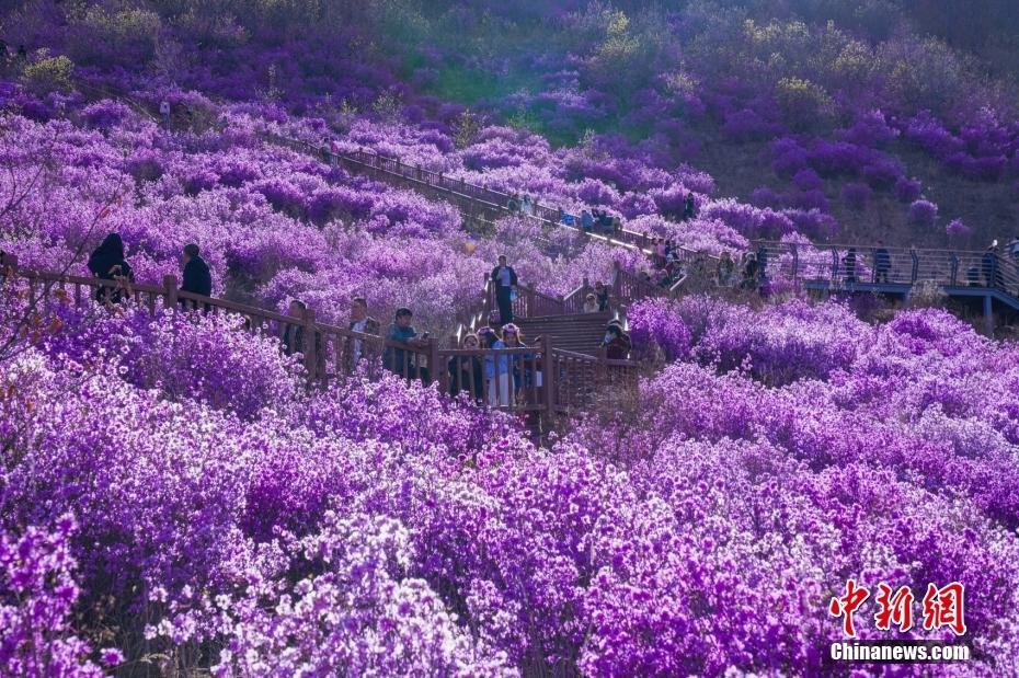 呼倫貝爾“興安杜鵑”接連盛放 游客置身“紫色海洋”