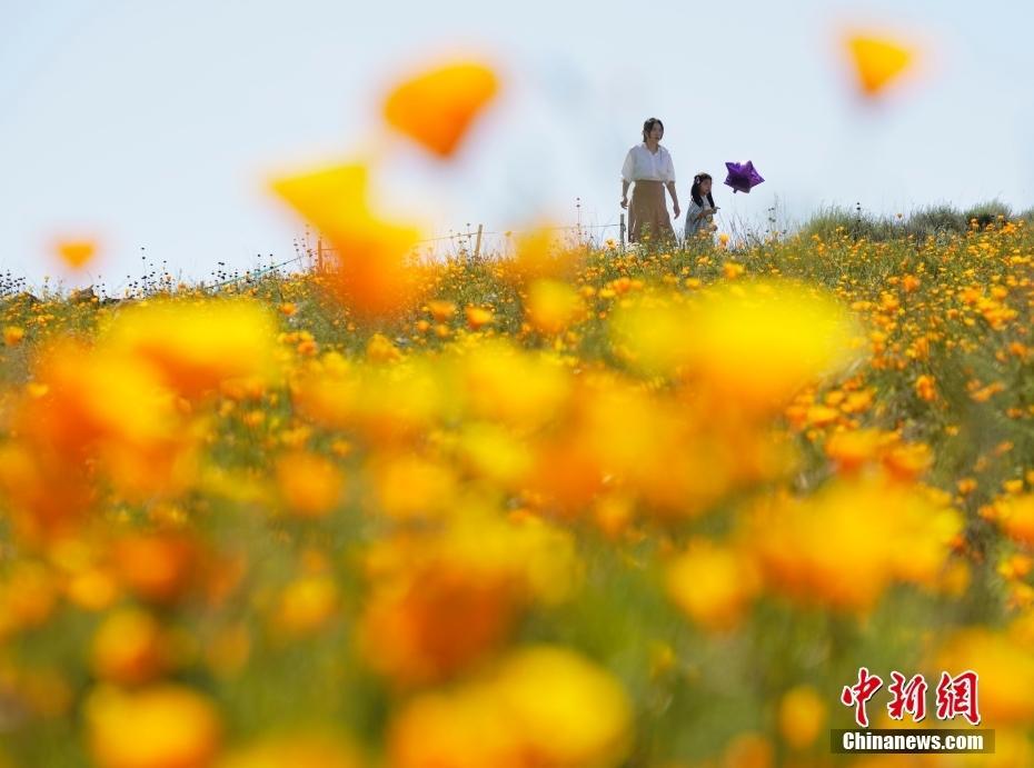 美國(guó)北加州山花綻放