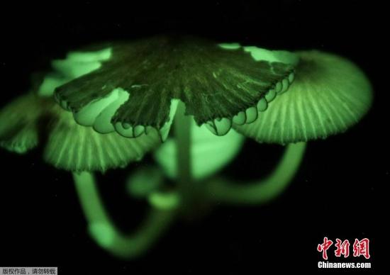 日本和歌山现“发光”蘑菇 暗夜中发出绿光