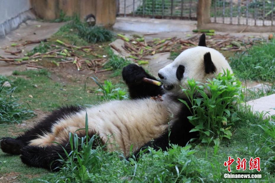 秦嶺大熊貓“悠享”初夏時光