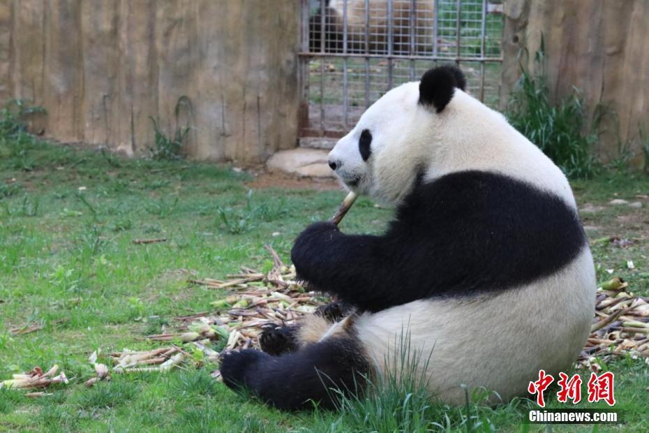 秦嶺大熊貓“悠享”初夏時光