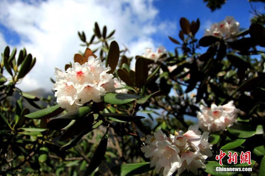 初夏時節(jié) 高山杜鵑綻放秦嶺之巔