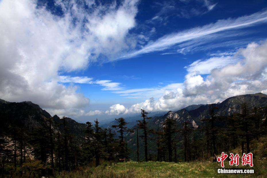 初夏時節(jié) 高山杜鵑綻放秦嶺之巔