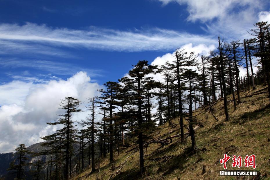 初夏時(shí)節(jié) 高山杜鵑綻放秦嶺之巔