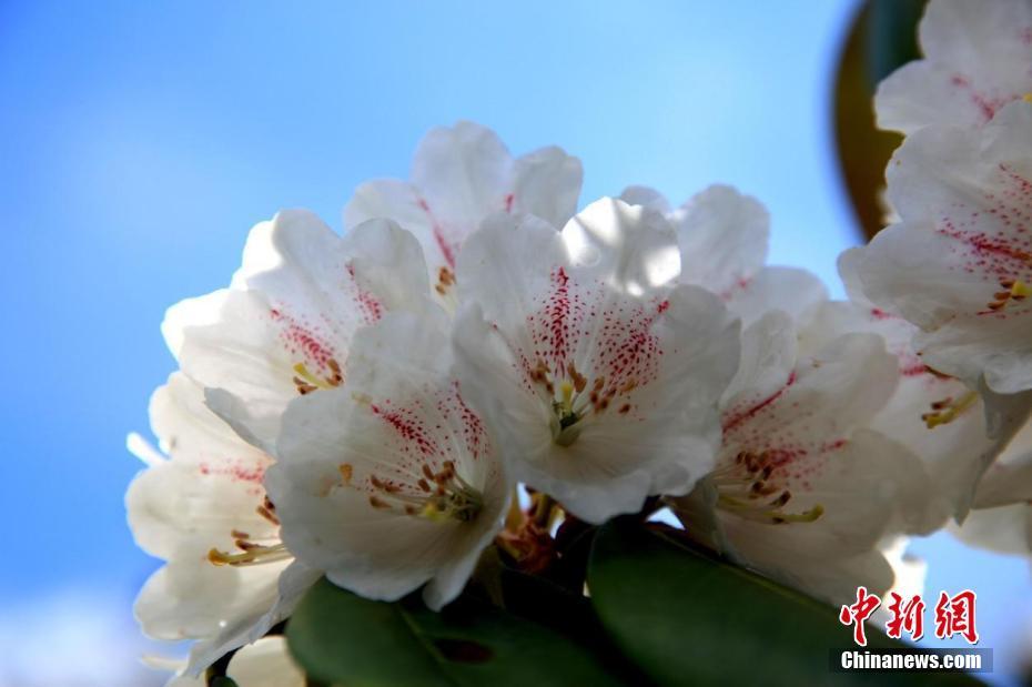 初夏時(shí)節(jié) 高山杜鵑綻放秦嶺之巔