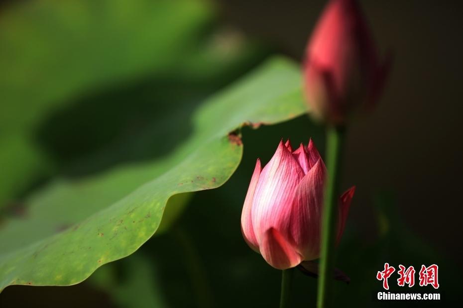 江蘇淮安：初夏時(shí)節(jié)荷花含苞待放