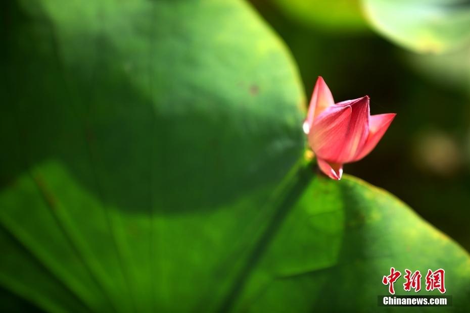 江蘇淮安：初夏時(shí)節(jié)荷花含苞待放