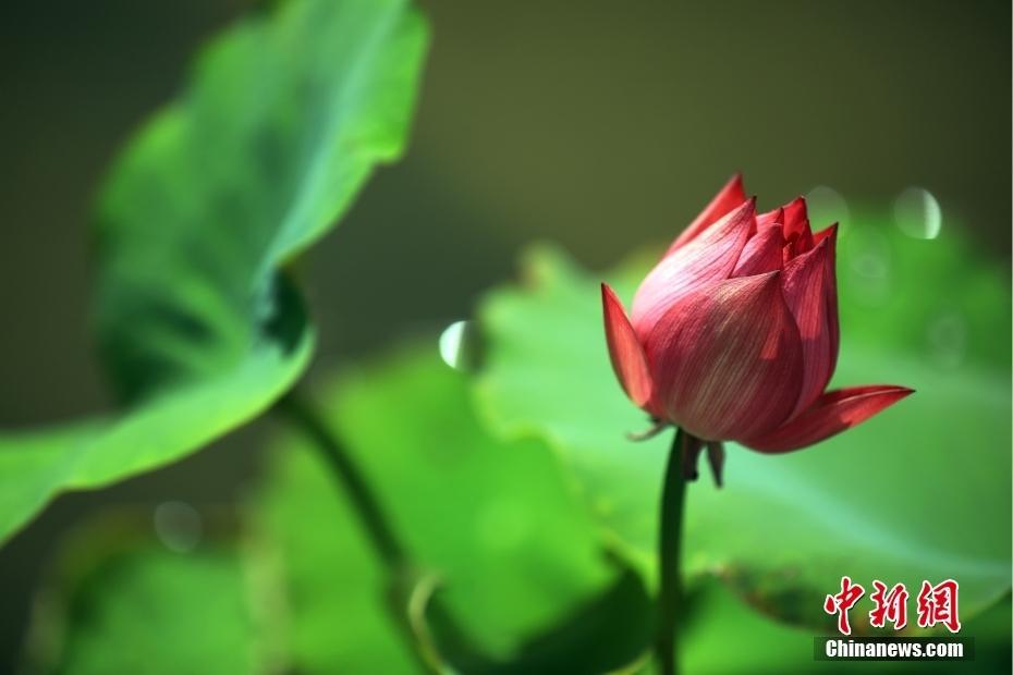 江蘇淮安：初夏時(shí)節(jié)荷花含苞待放