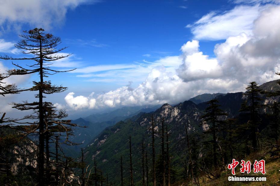 初夏時節(jié) 高山杜鵑綻放秦嶺之巔