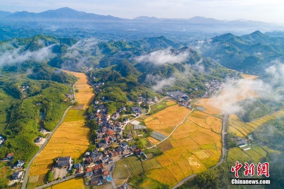 浙江杭州：麥浪涌動 豐收在望