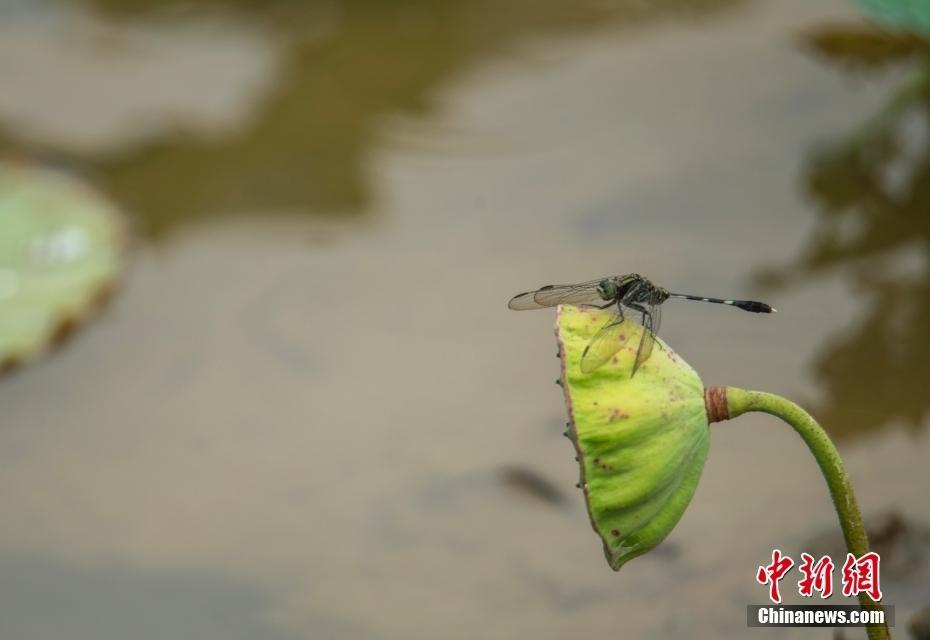 海南瓊海初夏荷塘綠意濃 早有蜻蜓立上頭