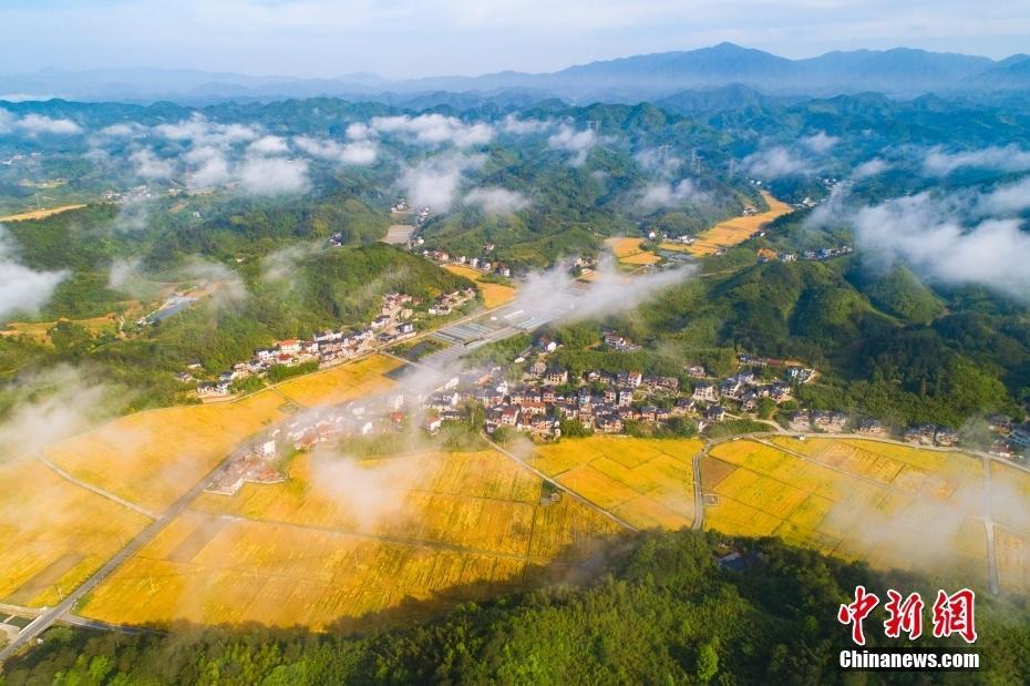 浙江杭州：麥浪涌動 豐收在望