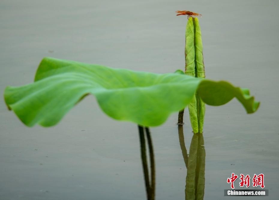 海南瓊海初夏荷塘綠意濃 早有蜻蜓立上頭