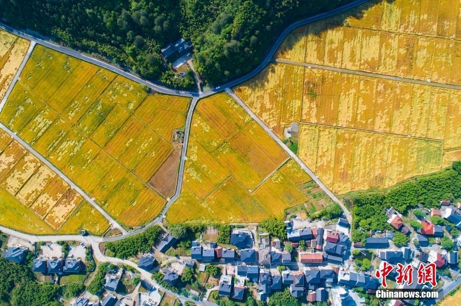 浙江杭州：麥浪涌動 豐收在望