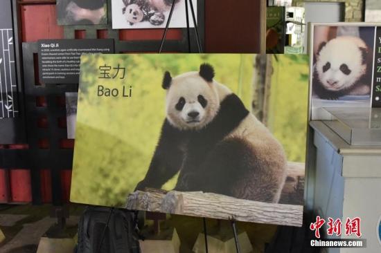 美國(guó)華盛頓國(guó)家動(dòng)物園宣布年底將迎來(lái)兩只大熊貓