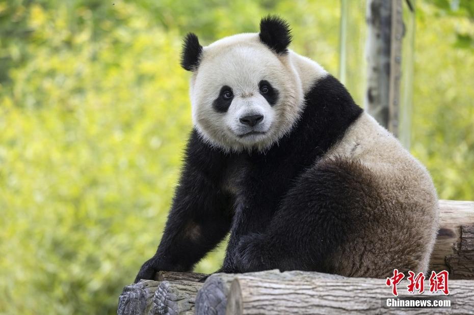 美國華盛頓國家動(dòng)物園宣布年底將迎來兩只大熊貓