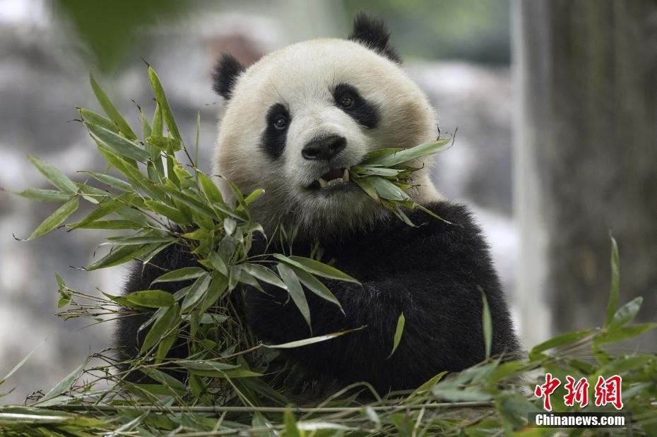 美國(guó)華盛頓國(guó)家動(dòng)物園宣布年底將迎來(lái)兩只大熊貓