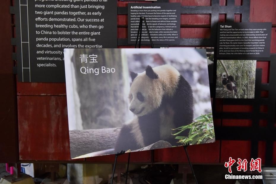 美國華盛頓國家動物園宣布年底將迎來兩只大熊貓