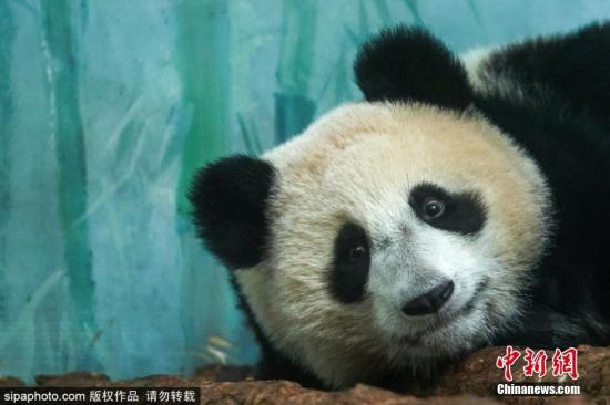 旅俄大熊猫宝宝喀秋莎惬意“躺平”吃竹叶