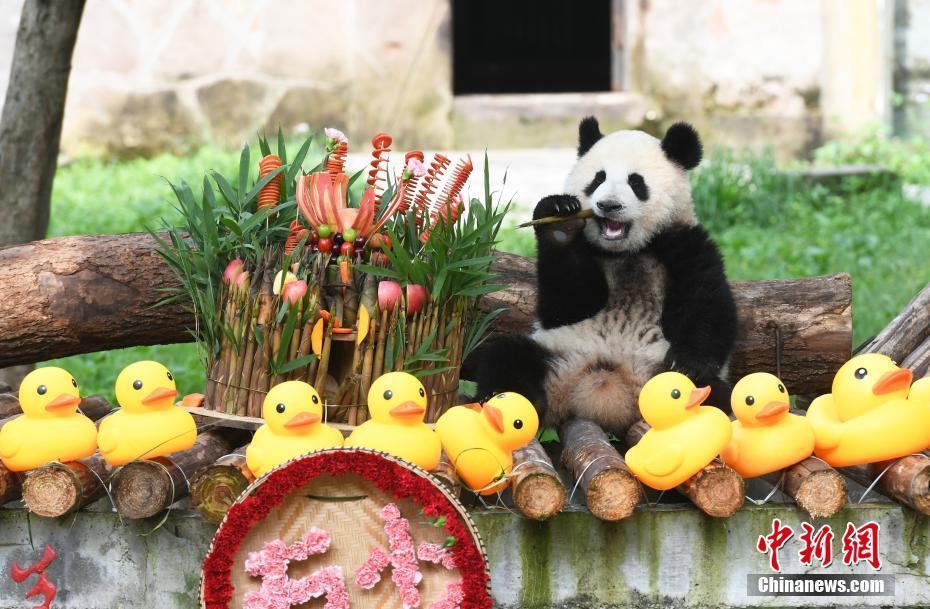 重慶動物園為大熊貓舉辦一周歲生日會