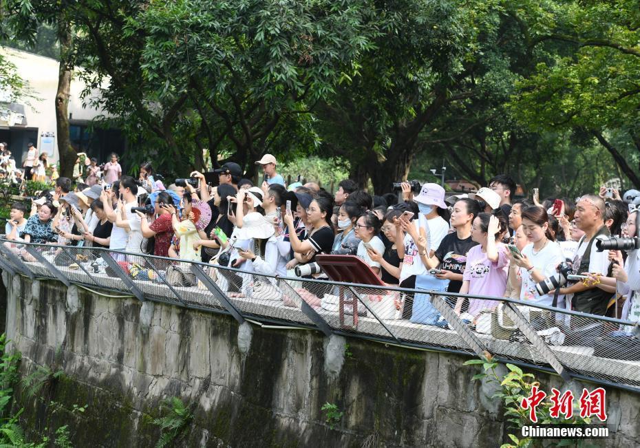 重慶動物園為大熊貓舉辦一周歲生日會