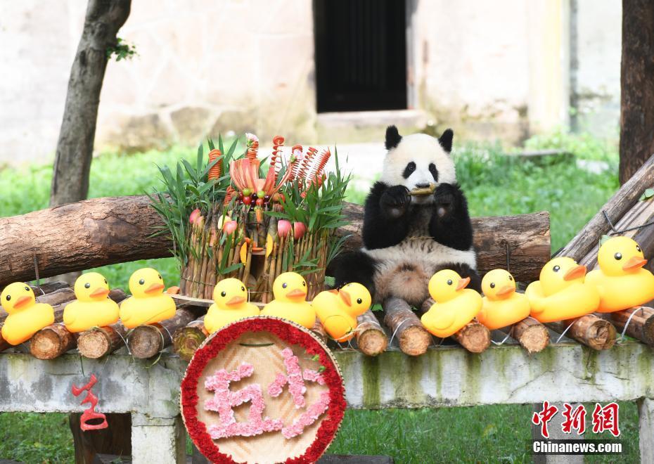 重慶動物園為大熊貓舉辦一周歲生日會