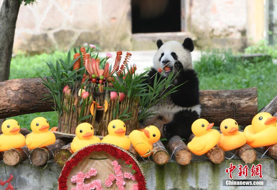 重慶動物園為大熊貓舉辦一周歲生日會