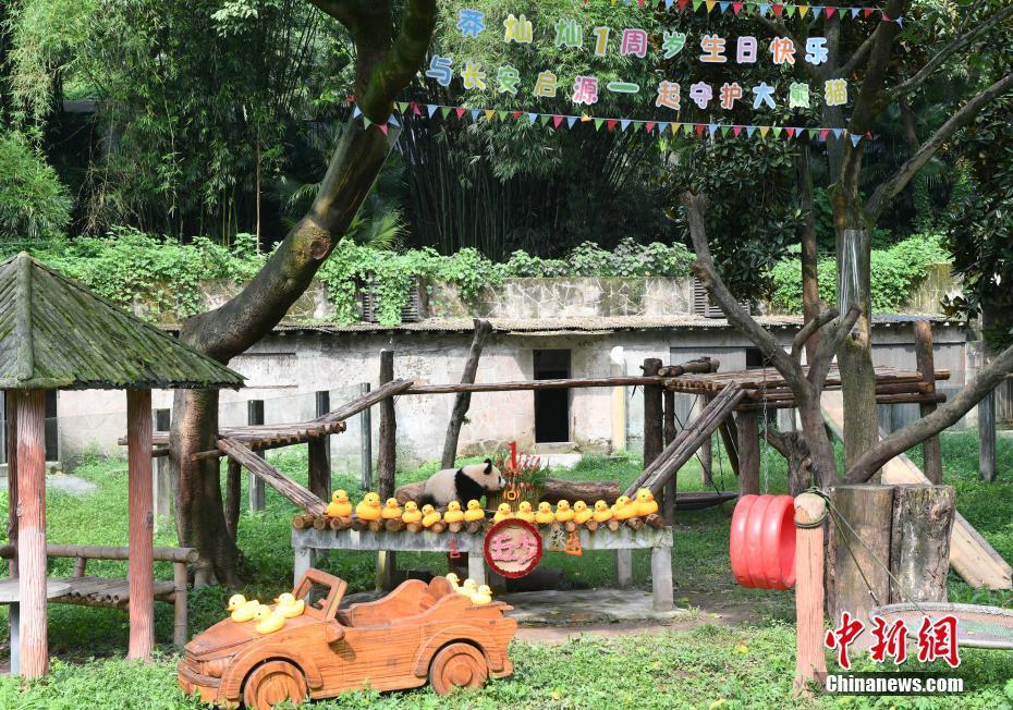 重慶動(dòng)物園為大熊貓舉辦一周歲生日會(huì)