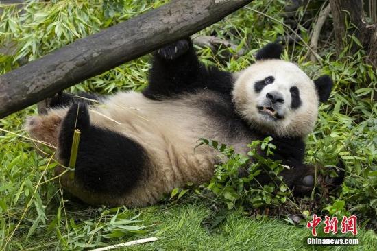 美國圣迭戈動(dòng)物園公布大熊貓“云川”“鑫寶”首張圖片