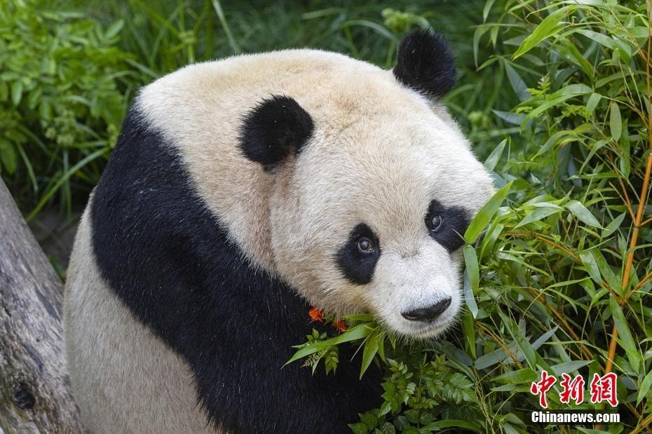 美國(guó)圣迭戈動(dòng)物園公布大熊貓“云川”“鑫寶”首張圖片